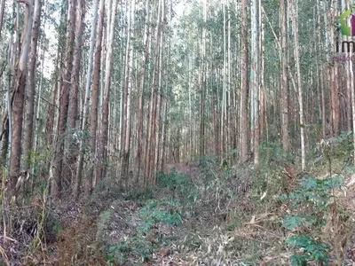 Chácara com 04 Alqueires para venda a 6km do PB Shopping em Pato Branco - Foto 11