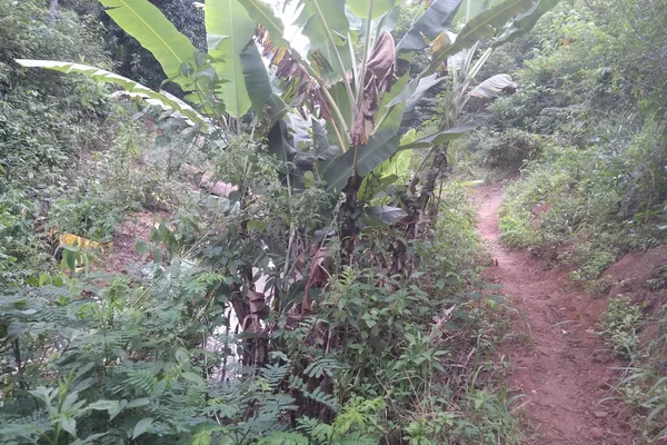 Fazenda 13,5 Hactare à Venda, Pau Brasil , Barra do Choça, BA - Foto 3