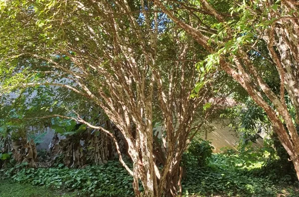 Terreno para venda Condomínio Fazenda Orypaba - Monte Alegre do Sul