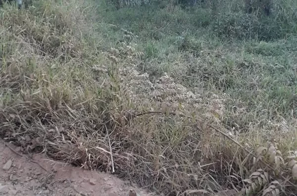 Terreno para venda no Sítio Barão da Mota Paes - Amparo/SP