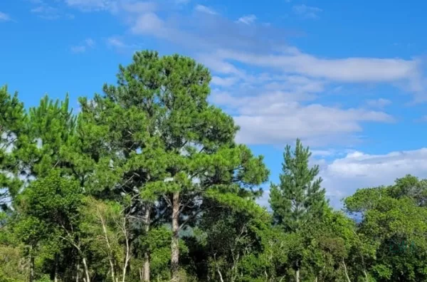 Terreno para venda  morretes palhoça