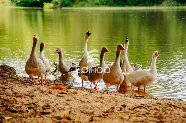 Lotes para Chácara em condomínio para venda, Paranavaí