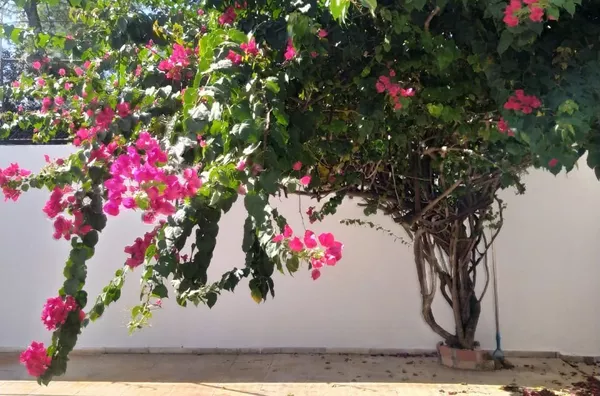 Sobrado de alto padrão para venda,  Instituto De Previdência, São Paulo