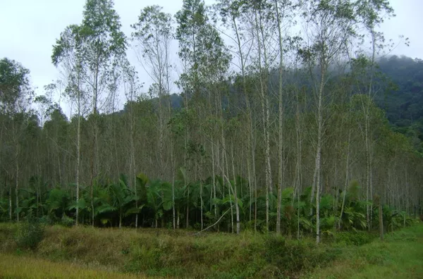 Terreno para Venda