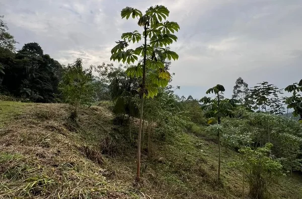 Terreno para ,  São Bernardo, Rio Dos Cedros