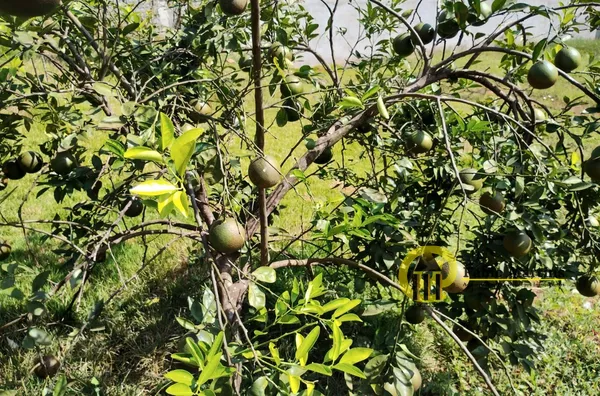 Terreno para venda,  Portal Dos Eucaliptos, Limeira