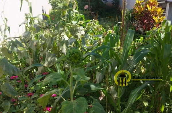 Terreno para venda,  Jardim Boer I, Americana