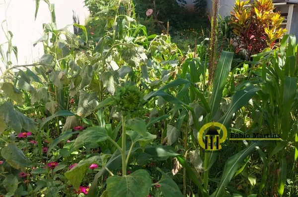 Terreno para venda,  Jardim Boer I, Americana