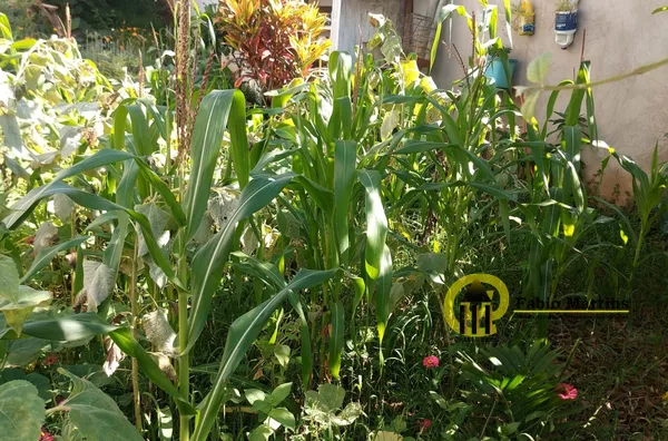 Terreno para venda,  Jardim Boer I, Americana