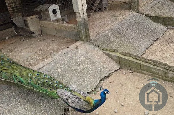 Sítio para venda, 5 quarto(s), Recanto Dos Eucaliptos, São Roque - Foto 13