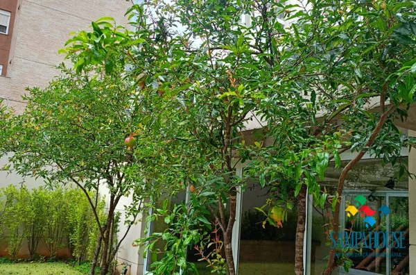 Arvores frutiferas