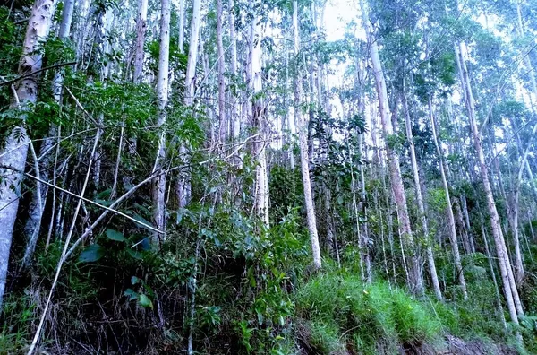 SITIO  para venda Victor Hugo Domingos Martins