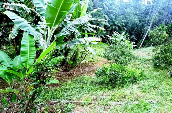 SITIO  para venda Victor Hugo Domingos Martins