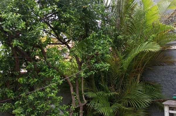 Casa para aluguel, 3 quarto(s),  Imirim, São Paulo