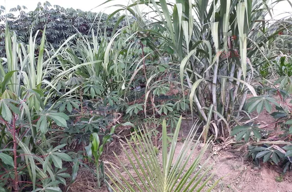 Terreno para venda,  - Selecione - Bairro, São Paulo