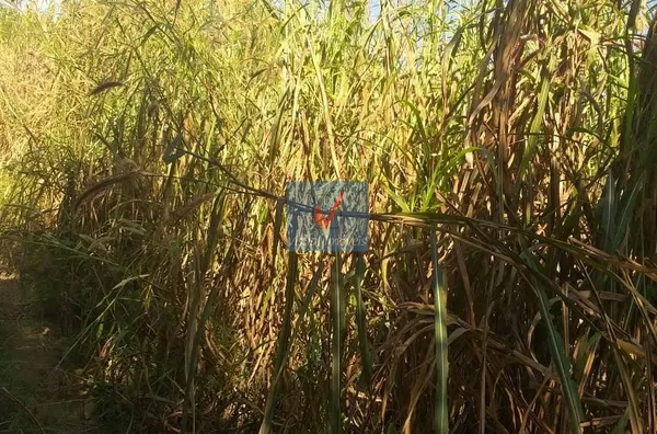 SITIO para venda PORTO FELIZ PORTO FELIZ