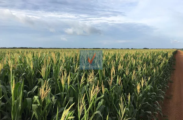 FAZENDA NORMAL para venda ESTADO PIAUI ESTADO PIAUI