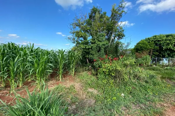 PALANQUE CADA VEZ MAIS URBANIZADO. TERRENO MUITO BEM LOCALIZADO