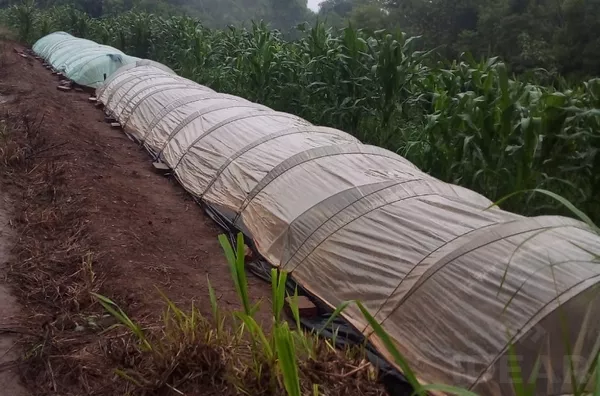 ÁREA DE TERRA DE 8,5ha PARA PLANTAR, CRIAR ANIMAIS E VIVER MUITO BEM NO MEIO AMBIENTE