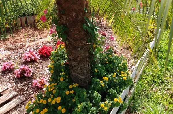 LINDA ÁREA DE TERRA DE 6,5ha E COM 170m DE FRENTE PARA O ASFALTO