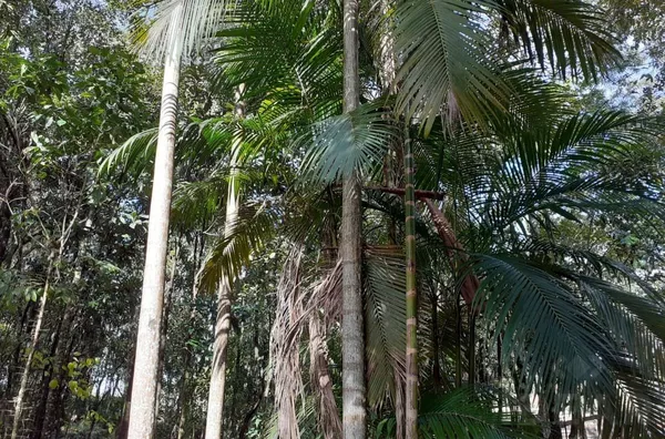 CASA ESTILO RÚSTICO EM MEIO A ÁREA VERDE, EM CERRO ALEGRE ALTO