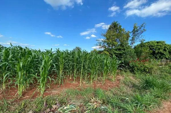 PALANQUE CADA VEZ MAIS URBANIZADO. TERRENO MUITO BEM LOCALIZADO