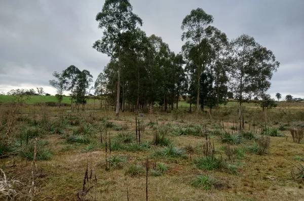 9,6ha DE ÁREA DE TERRA COM 90% SENDO DE PLANTIO