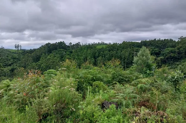 ÁREA DE TERRA COM ESPAÇO PARA ECOTURISMO E MUITA ÁREA PARA A CULTURA DO REFLORESTAMENTO