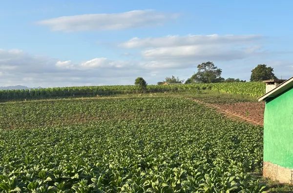 BUSCA IMÓVEL RENTÁVEL? COM 90% DE ÁREA PARA PLANTIO