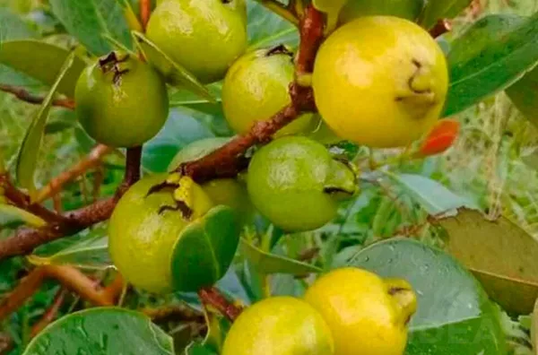 ESPAÇO PERFEITO PARA CRIAR MEMÓRIAS COM SUA FAMÍLIA
