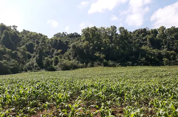 4,5ha COM ESPAÇO PARA LAZER E INVESTIMENTOS EM CABANAS
