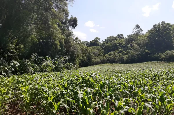 4,5ha COM ESPAÇO PARA LAZER E INVESTIMENTOS EM CABANAS