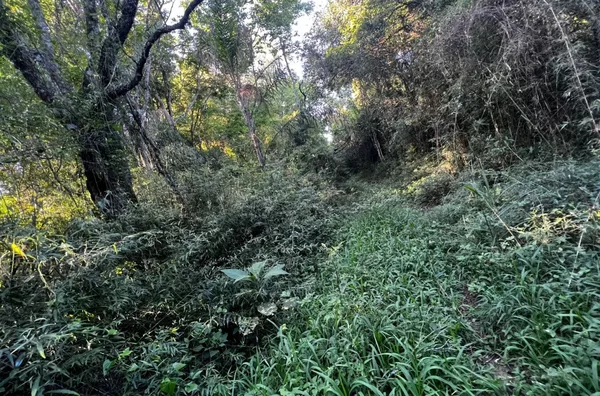 ÁREA DE TERRA COM 70% DE PLANTIO A MINUTOS DO CENTRO