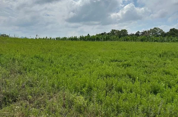 ÁREA DE 1,7ha COM DUAS OPÇÕES, COM CASA OU SEM CASA