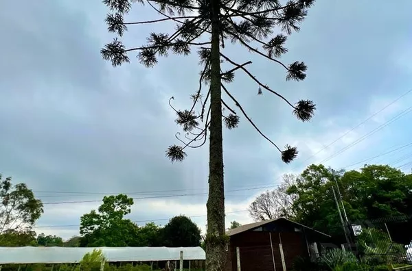 CHEGOU NO PARAÍSO! VENHA CONHECER ESSA LINDA CHÁCARA. TE AGUARDAMOS!