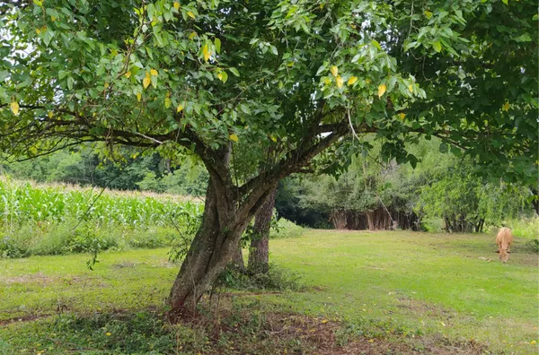 EXCELENTE ÁREA PARA PLANTIO OU TRANSFORMAR EM ÁREA DE LAZER PARA SEUS FAMILIARES