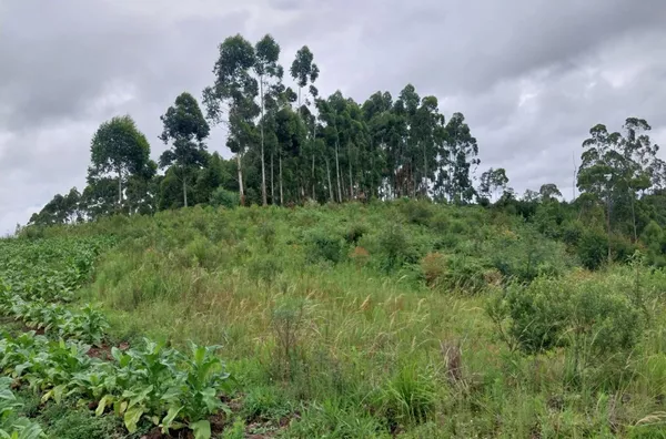 ÁREA DE TERRA COM ESPAÇO PARA ECOTURISMO E MUITA ÁREA PARA A CULTURA DO REFLORESTAMENTO