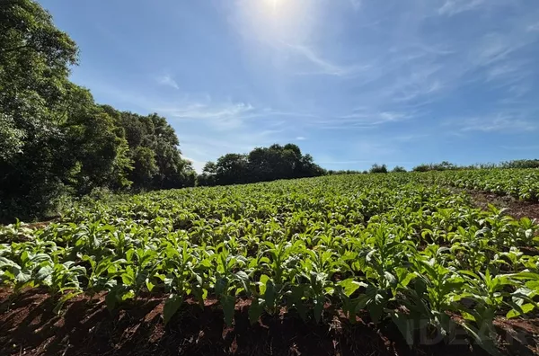 TERRENO 80m DO ASFALTO, COM OPÇÃO DE AUMENTO DE ÁREA!