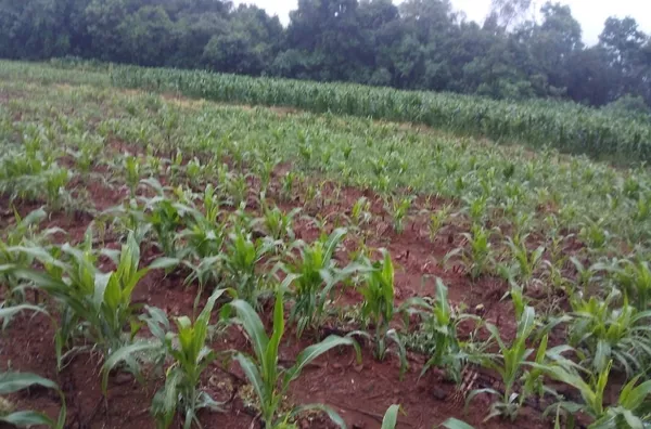 ÁREA DE TERRA DE 8,5ha PARA PLANTAR, CRIAR ANIMAIS E VIVER MUITO BEM NO MEIO AMBIENTE