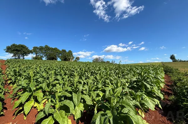 MINI-CHÁCARA EM ÓTIMA LOCALIZAÇÃO E CONFORTO PARA A FAMÍLIA