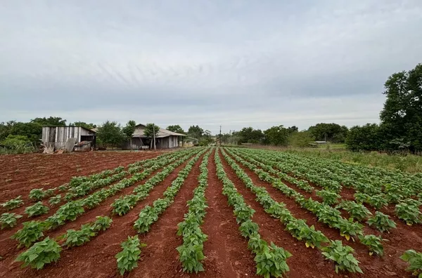 MINI-CHÁCARA EM ÓTIMA LOCALIZAÇÃO E CONFORTO PARA A FAMÍLIA