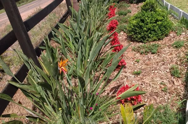 LINDA ÁREA DE TERRA DE 6,5ha E COM 170m DE FRENTE PARA O ASFALTO