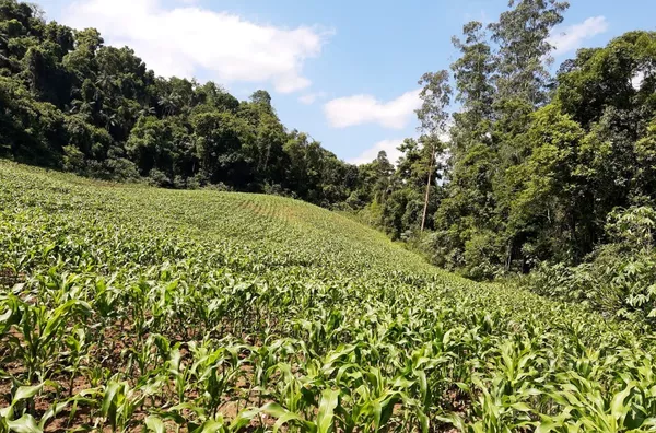 4,5ha COM ESPAÇO PARA LAZER E INVESTIMENTOS EM CABANAS