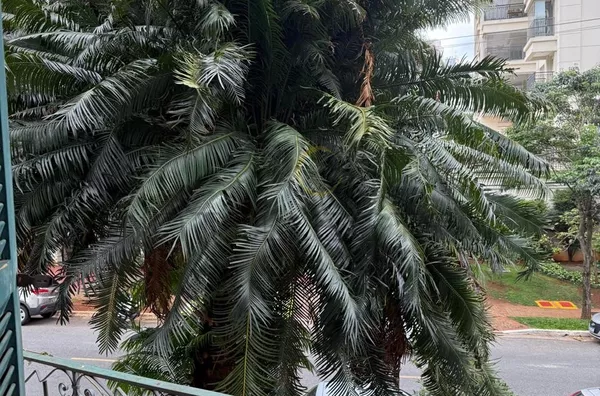 Apartamento para aluguel, 1 quarto(s),  Aclimação, São Paulo