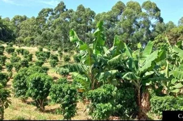 Sítio para venda,  , Serra Negra