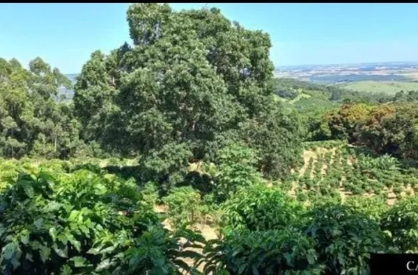 Sítio para venda,  , Serra Negra