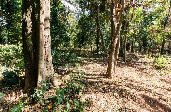 Terreno para venda,  Parque São Quirino, Campinas