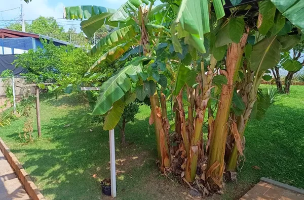 Casa para aluguel, 4 quarto(s),  Chácara Primavera, Campinas