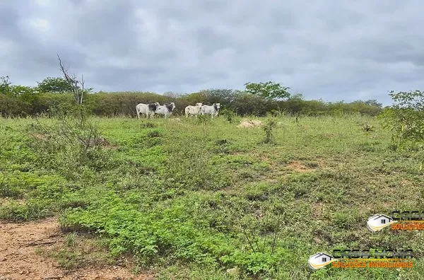 SITIO CACHOEIRINHA EM MONTEIRO-PB - Foto 5