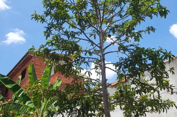 Terreno para venda,  Jardim Novo, Rio Claro